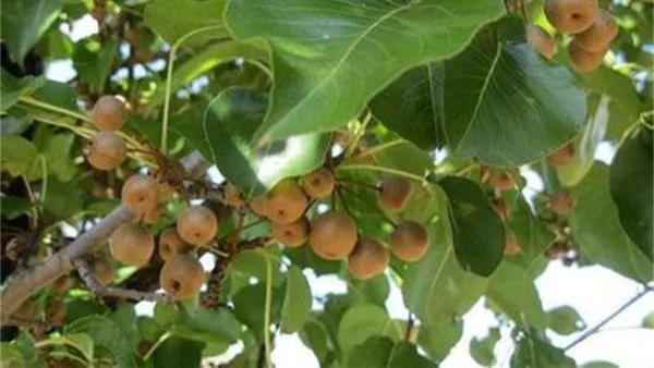 |霜冻后才美味，如今口感发涩，已有人去采摘，农民：再等就没了