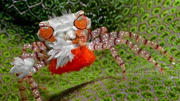 海葵 Sbike动植物百科：十大美丽的海水观赏蟹，形态多样、行为有趣，很适合作