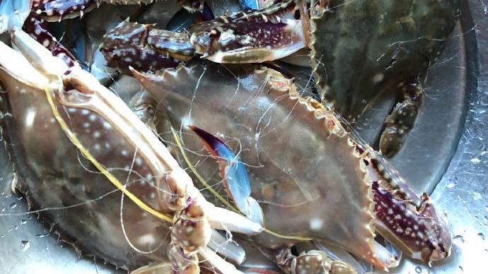 辣椒|又到了吃梭子蟹的季节，你那里多少钱一斤？