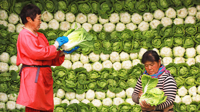 玉米面|买大白菜，选“绿叶”还是“黄叶”？口感差别大，弄懂再买不出错