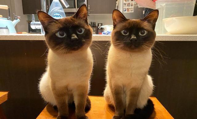 四川省 两只暹罗猫长相非常相似，网友：这根本就是复制贴上！