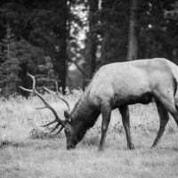 冬听雪声似无声