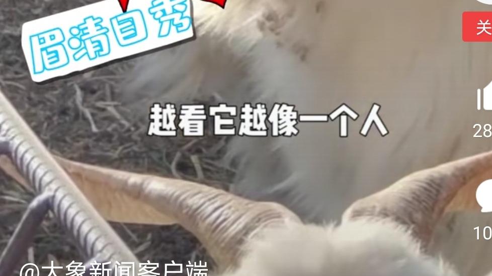 牧风芳华|只因在羊群中多看了你一眼
