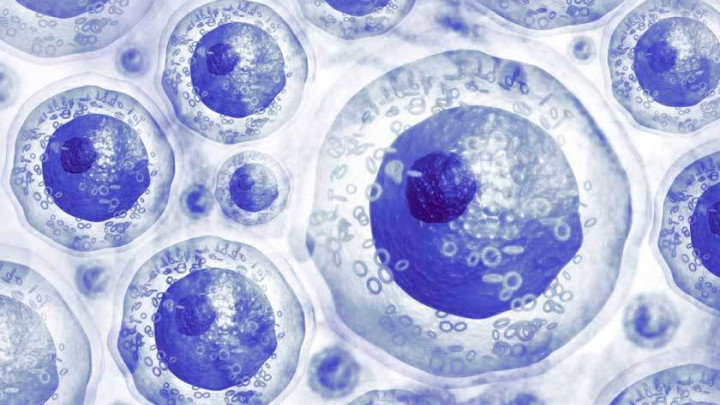 海洋生物 中科西部干细胞研究院：自体干细胞移植如何治疗各种疾病