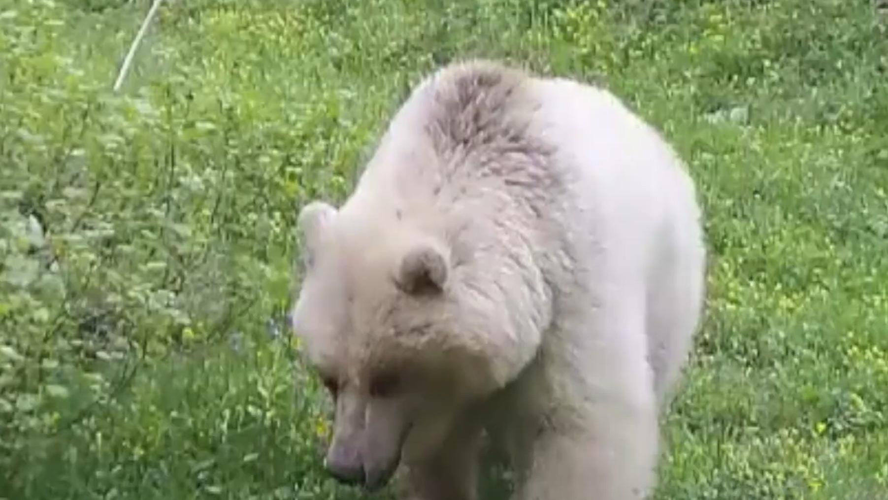 棕熊 概率50万分之1，棕熊白化成“白熊”，是什么原因导致的？