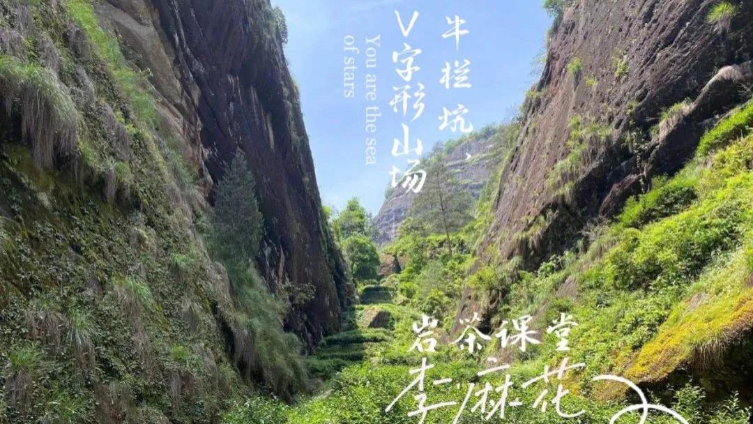 新疆维吾尔自治区|一斤上万元，一般人拿不到资源，肉桂天花板为什么是牛栏坑肉桂？