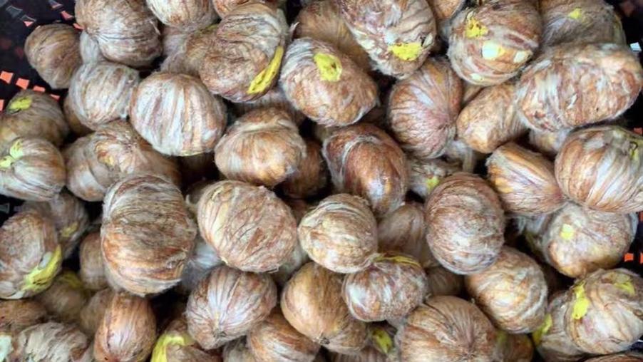 板栗|秋天，碰到此果别手软，一次买30斤存冰箱，随吃随取，特省事