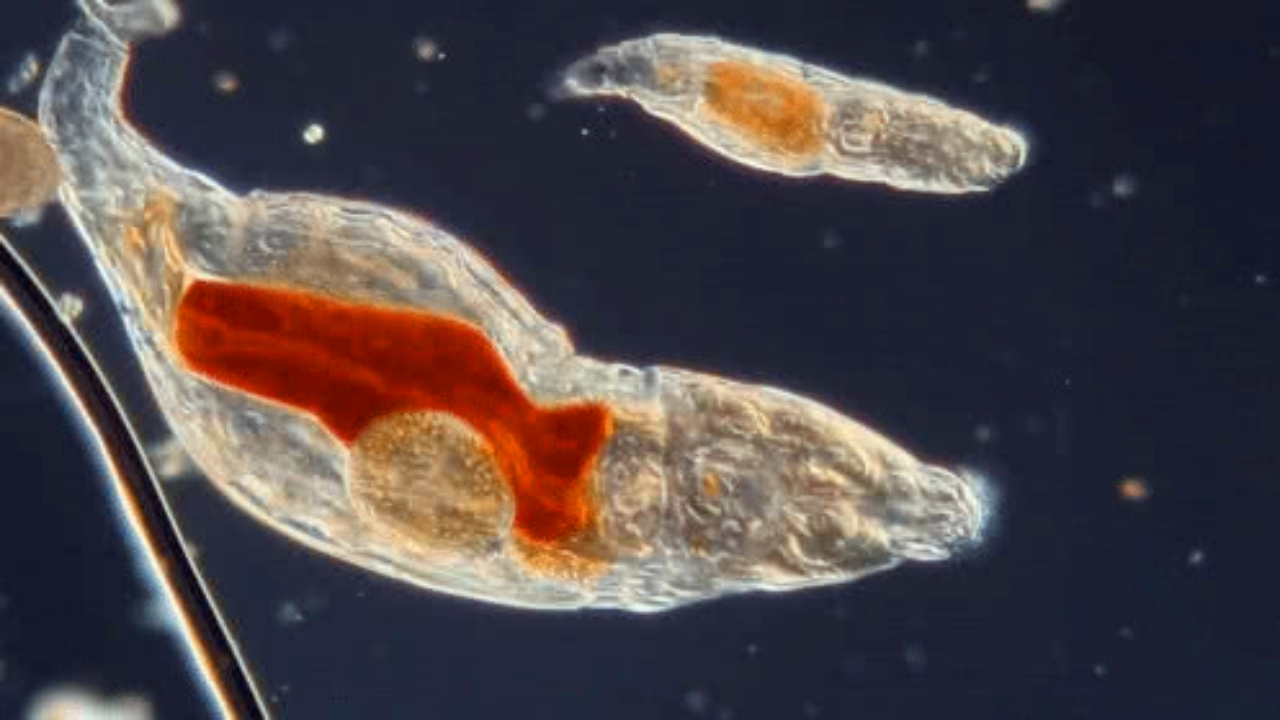 科学家 2.4万年前的微生物，被俄罗斯科学家成功“复活”，解冻后可繁殖