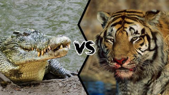 孟加拉虎 湾鳄vs孟加拉虎，谁的战斗力更强？结果竟然也是三七开