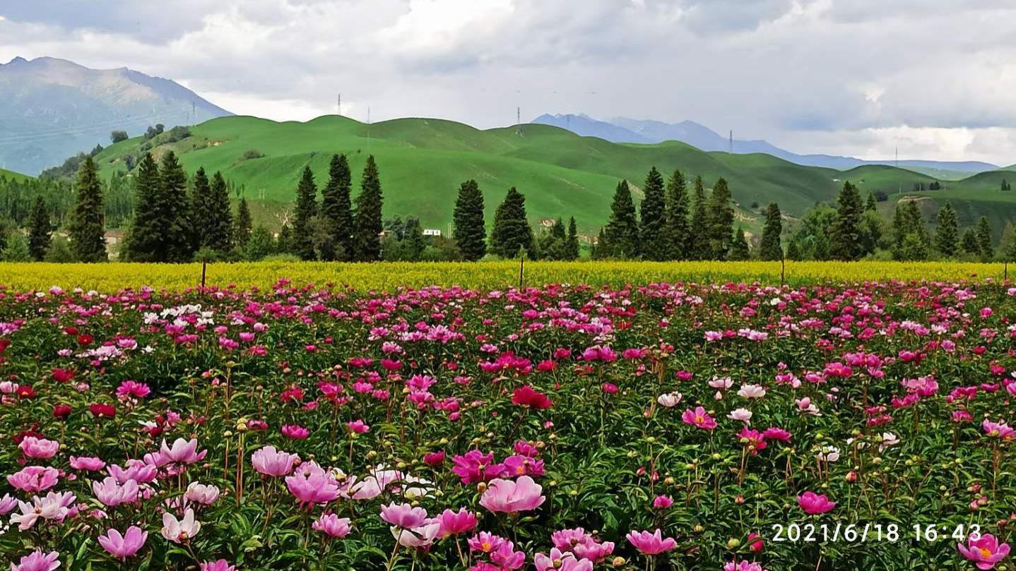 紫菀看世界|紫菀新疆游记，六月的唐布拉百里画廊美到窒息，一眼定情一生难忘