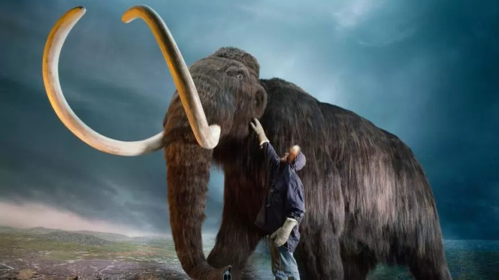 猛犸象 冰河时期的猛犸象，真的要“复活”了吗？