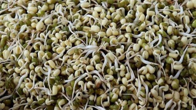 豆芽|教你在家生豆芽，很多人第1步就做错了，2个小技巧，3天就能吃