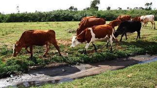 |牛马上要流产的几种征兆