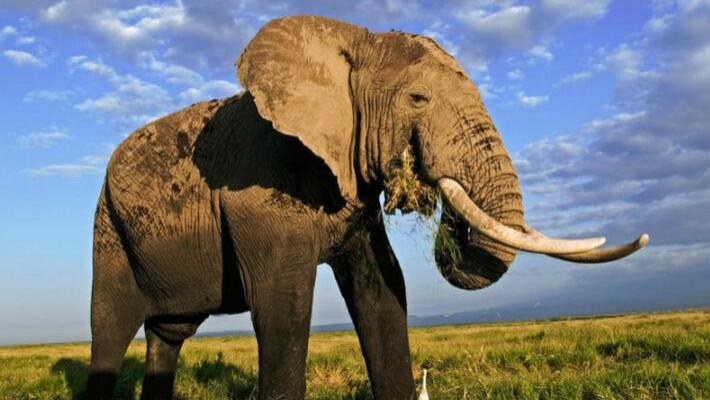 大象 假如大象早已灭绝，科学家能通过化石推测出大象的长鼻子吗？
