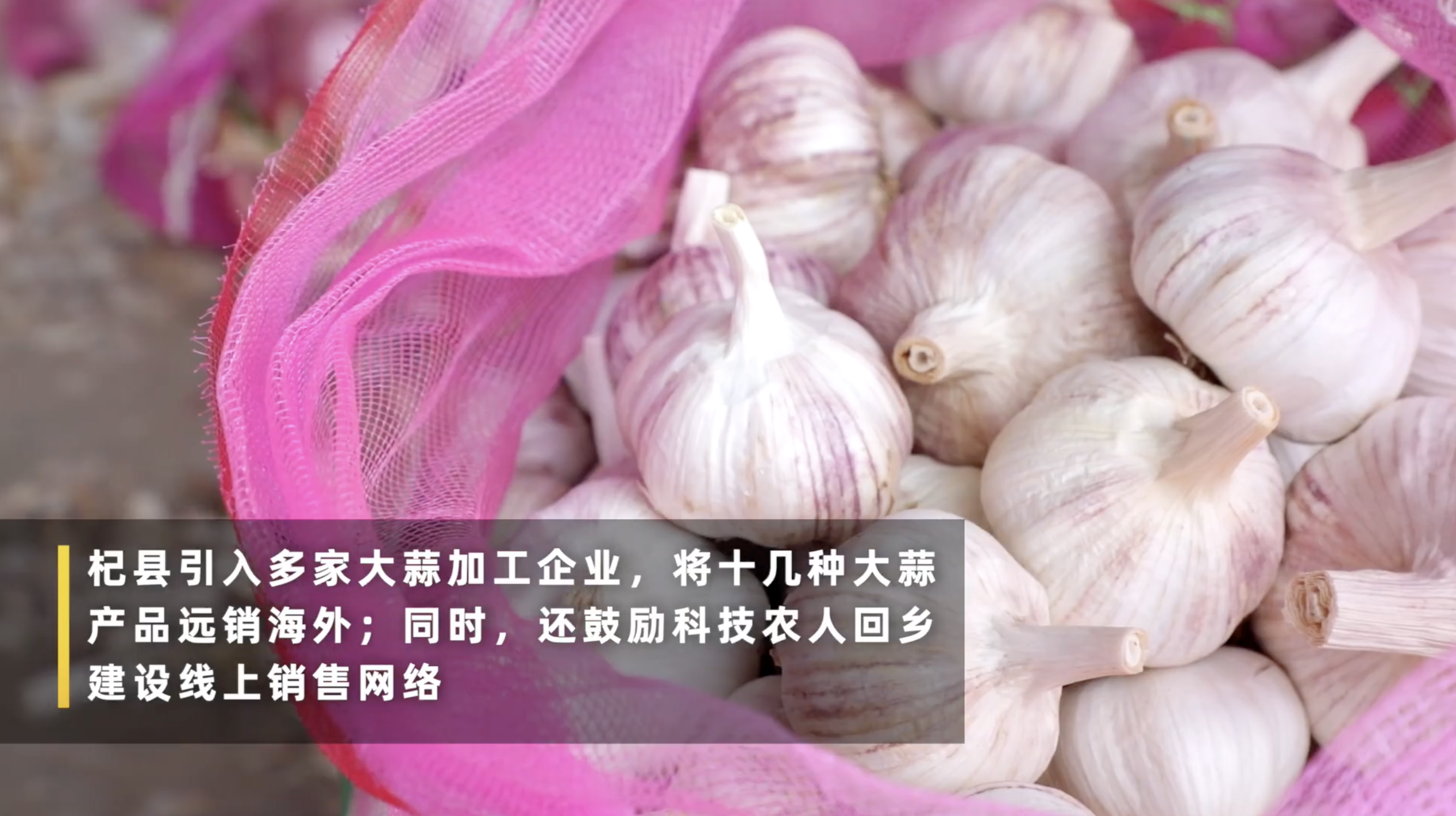 【#河南大蒜受疫情影响销量下降