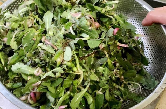 3月,宁可不吃肉也要吃这菜,维A是苹果10倍,用来包饺子太香了 3月,宁可不吃肉也要吃这菜,维A是苹果10倍,用来包饺子太香了