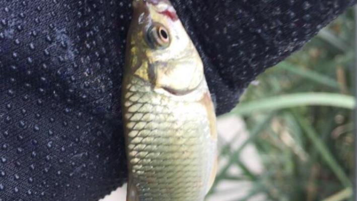 甲鱼|被“误解”最深的鱼，营养不比甲鱼差，却因一个原因被人嫌弃