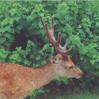 爱翻书的开塞鹿