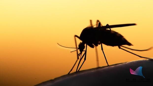 哺乳动物 为什么蚊子不会被雨滴砸死？多年的疑问总算解开了