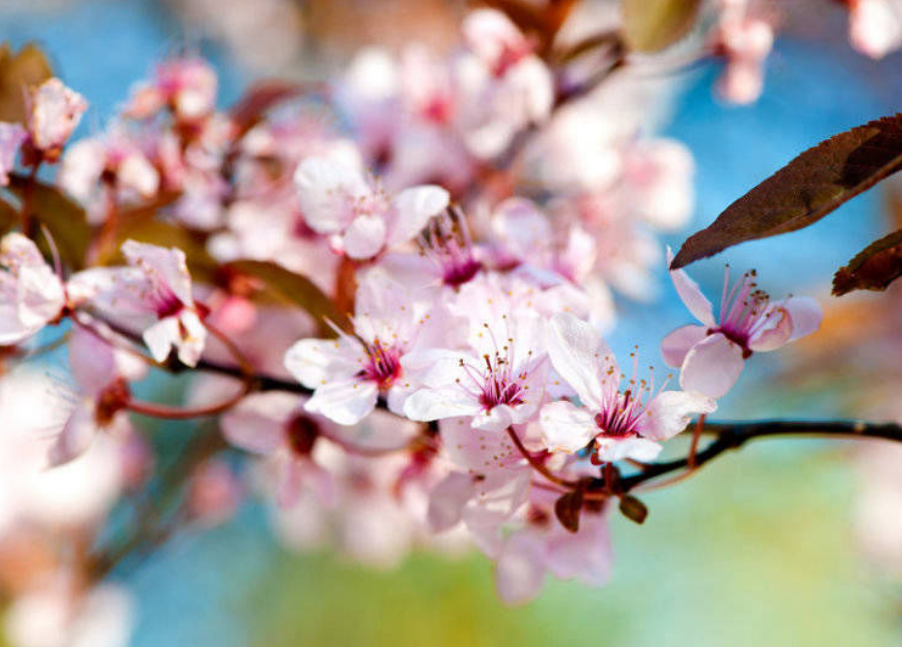 3月份了 樱花都开了 给大家分享日本樱花的十个品种 娱乐资讯 娱乐新闻网