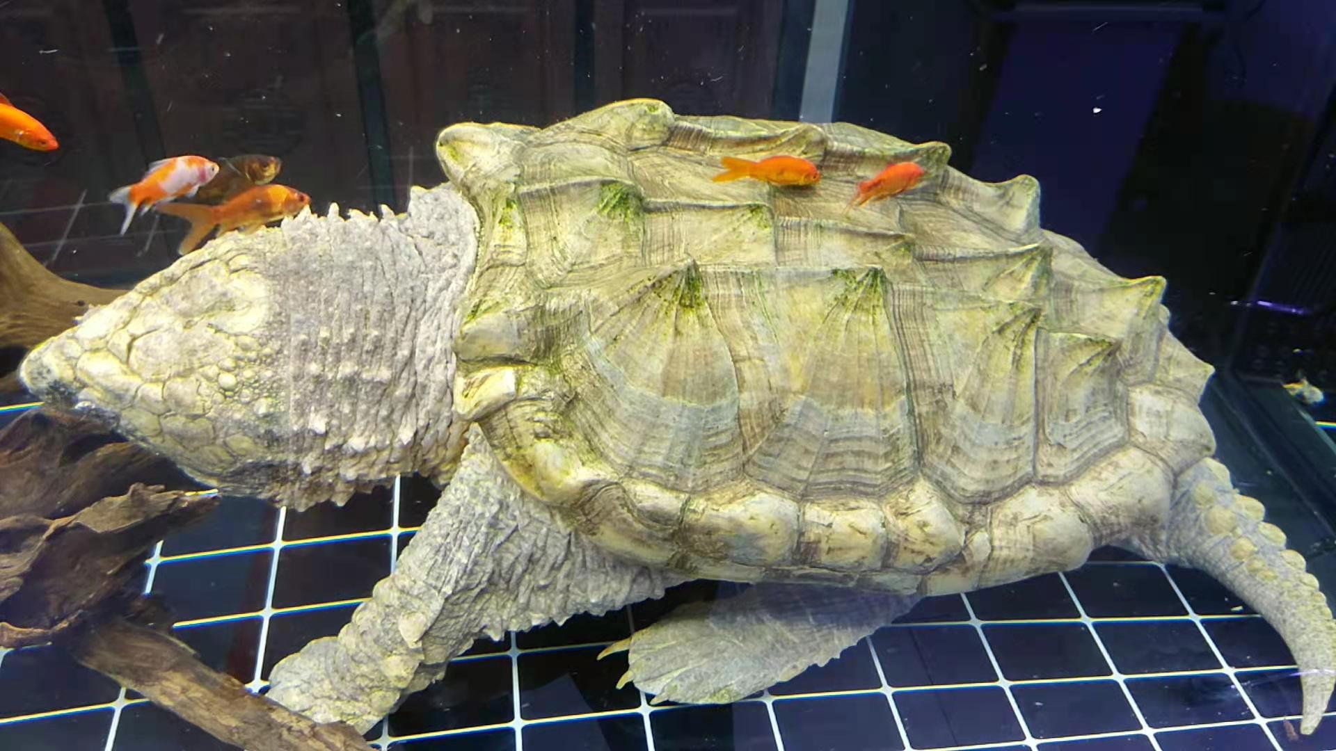 趣说洗澡洗刷刷