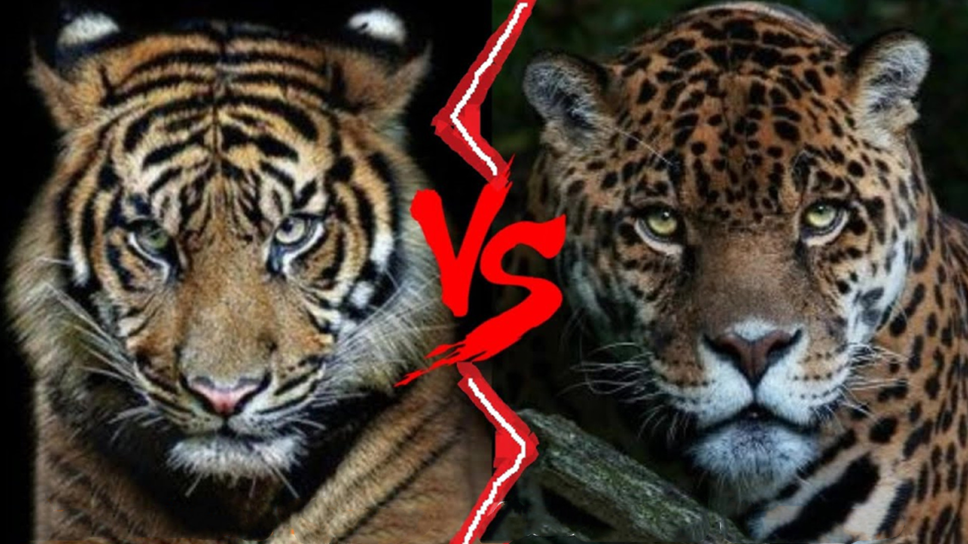 苏门答腊 苏门答腊虎vs美洲豹，谁的战斗力更强？咬合力决定了最终结果