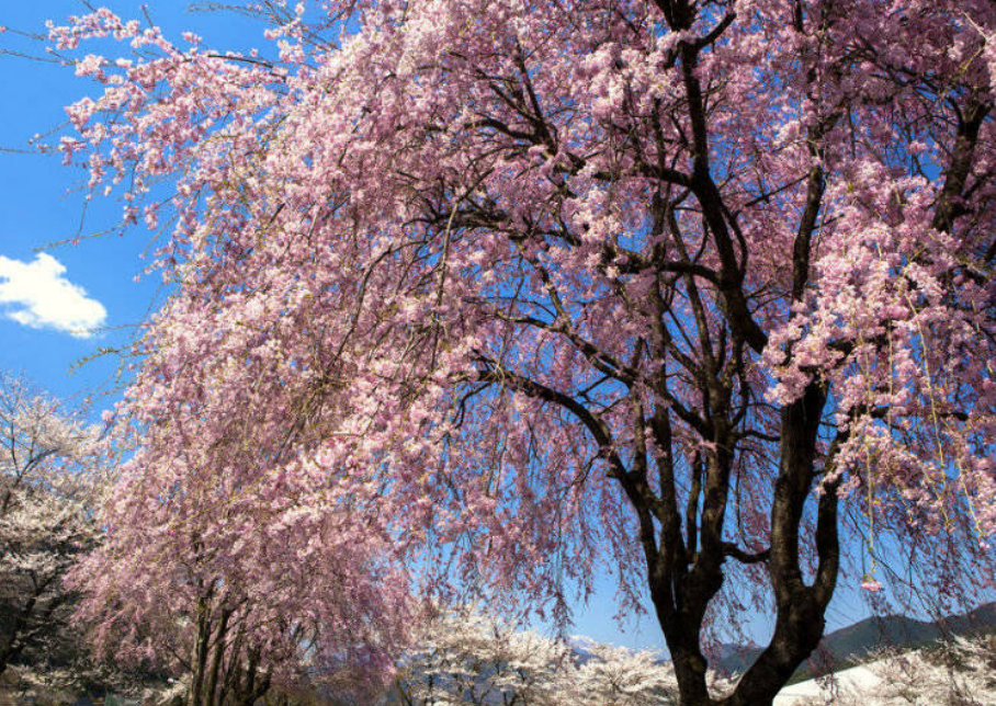 3月份了 樱花都开了 给大家分享日本樱花的十个品种 娱乐资讯 娱乐新闻网