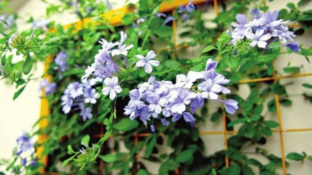 ?还在用淘米水和啤酒浇花？你out了！这个新的厨房“生根水”生根效果一流