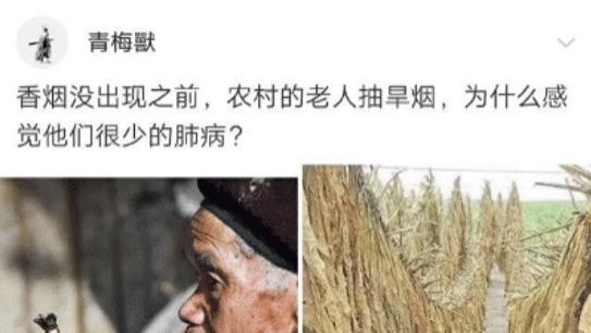 苏月瑾 “香烟没出现之前，抽旱烟的人为什么很少得肺病？”哈哈