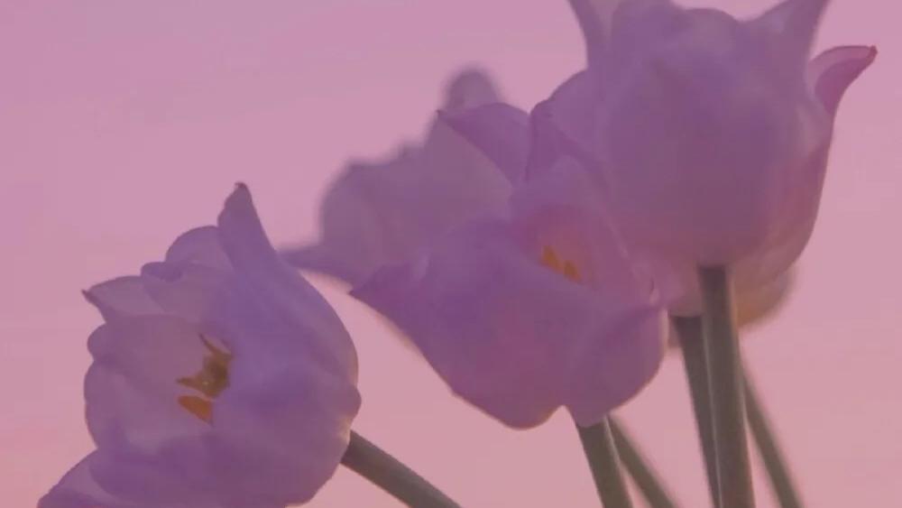 占卜师宓一|塔罗牌预测：未来的你们，在一起吗？TA是你的新恋情对象吗？