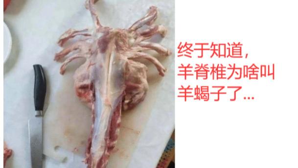 火龙果|“羊脊椎为什么叫羊蝎子？今天才知道！”