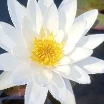 游牧王彦成