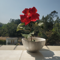 碗中玫瑰