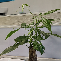 扶摇万里