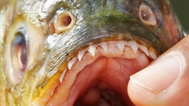 食人鱼如此凶猛，只剩下猎物骨架，它为何没在亚马逊河泛滥呢？