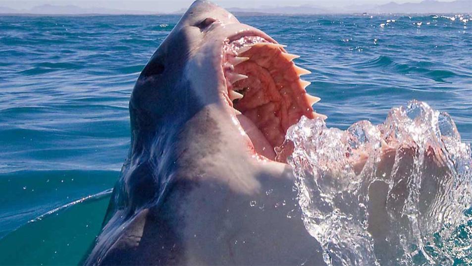 大白鲨 水族馆为啥没有大白鲨？最长圈养记录198天，咬死俩鲨鱼后被释放
