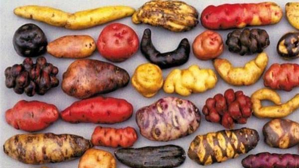 土豆|这个国家的土豆超过3500种，能存储50年，想嫁人前先检验削土豆