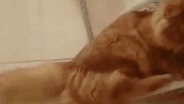 酵素|喵星人，叫你减肥，你不信！看把台子坐塌了吧