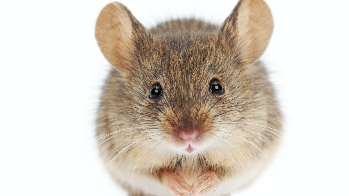 老鼠那么可恶，为什么不让它们全部灭绝？对人类到底有什么影响？