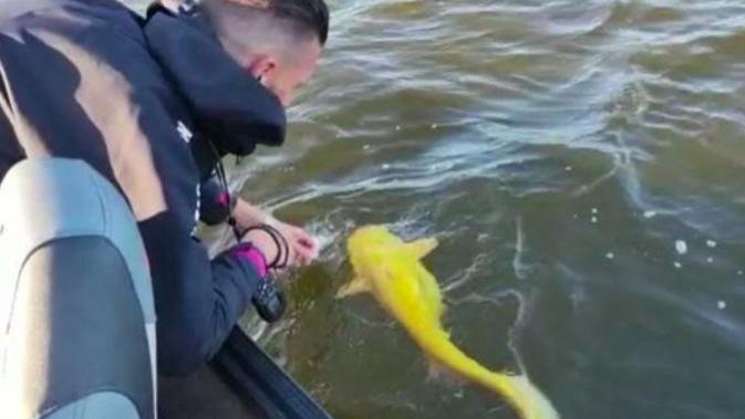 难得一见，荷兰渔夫捕获了疑似遗传病的巨型黄鲶鱼