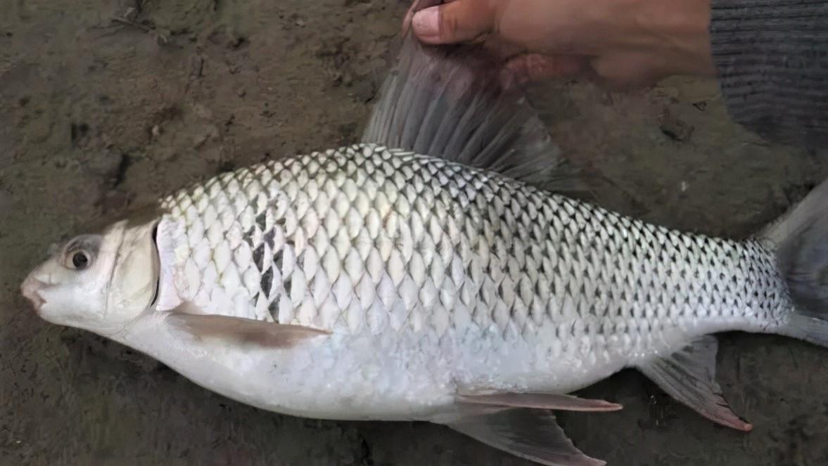 黄豆芽|餐桌上的一些美味，其实是外来物种，你还愿意吃吗？