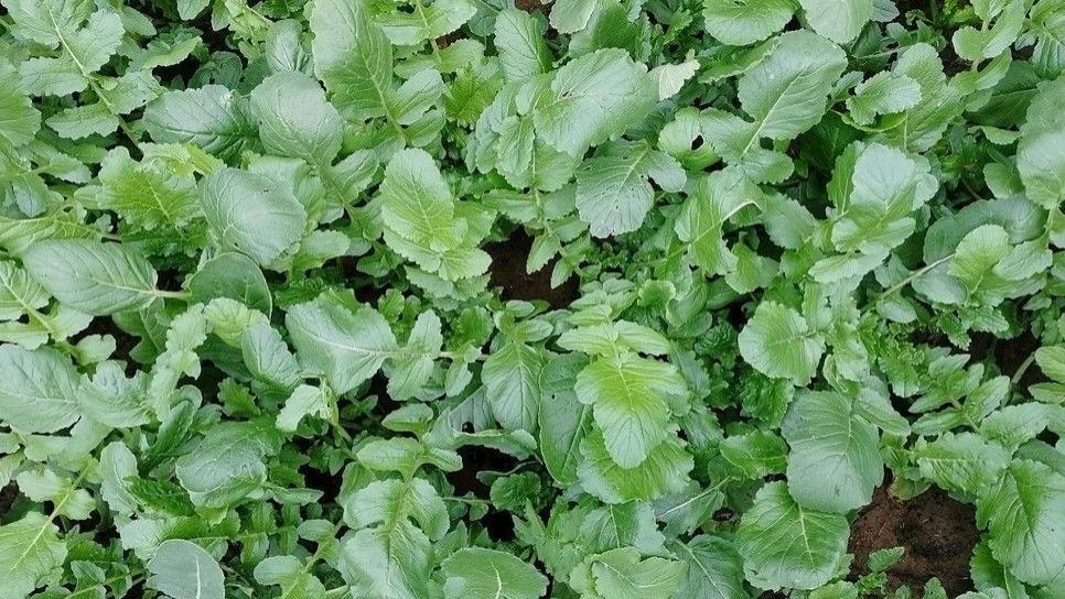 萝卜|蔬菜中的“人参”，叶子营养极高，9月正鲜嫩，鲜嫩翠绿特下饭！