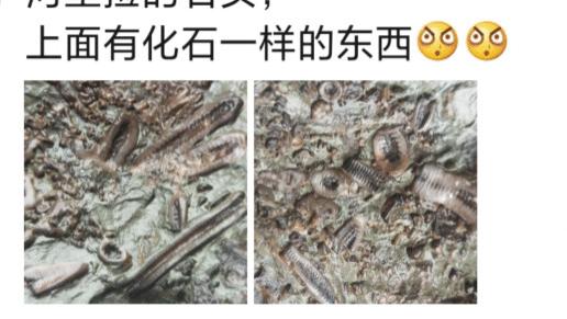 “河里捡的石头，样子像极了化石...”哈哈哈感觉评论在骗我！