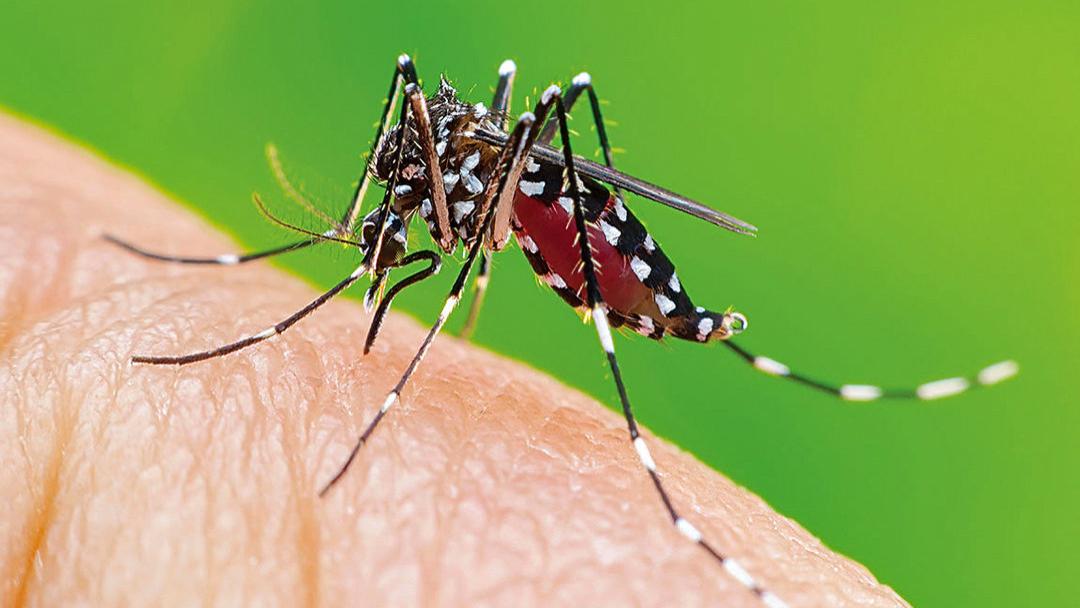 蚊子 无视警告！美国要放出10亿只转基因蚊子，恐制造变异蚊子