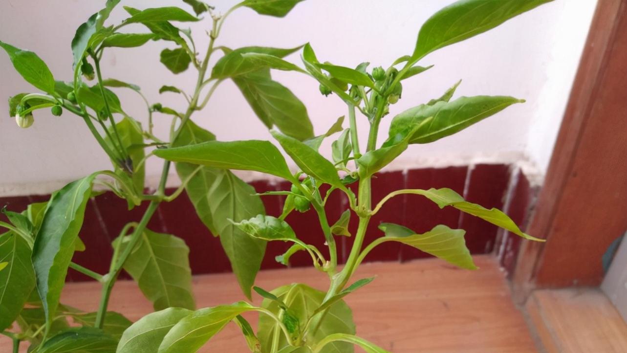 辣椒|辣椒叶别再扔掉了，它的营养价值比辣椒高3倍， 很多人不知道