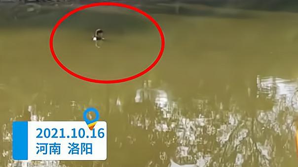 星语星愿吖 疑因阻止父母离婚，洛阳17岁少年决然跳河，奶奶岸边急喊：我管你