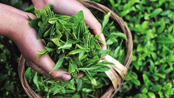 植树除了可以抵挡风沙，还有什么作用？