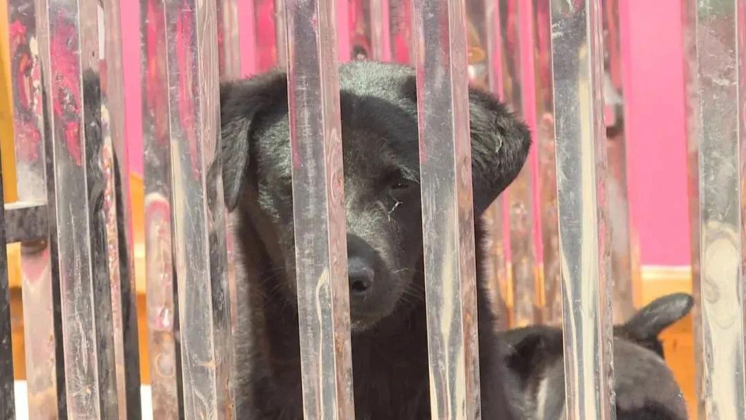 2起流浪狗伤人事件约40人受伤！除了伤人，流浪狗还如何扰乱生态？