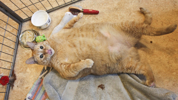 |猫咪胖了才可爱？每长一斤，等于人长了十几斤肉！