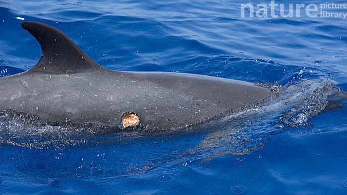 潜艇 螺旋切割攻击：深海最凶狠的动物：生吃虎鲸大白鲨，咬破美军潜艇